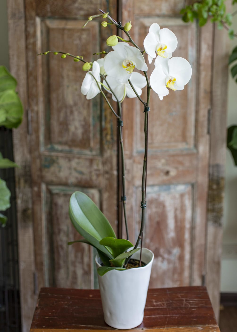 White Phalaenopsis Orchid in a ceramic pot.

