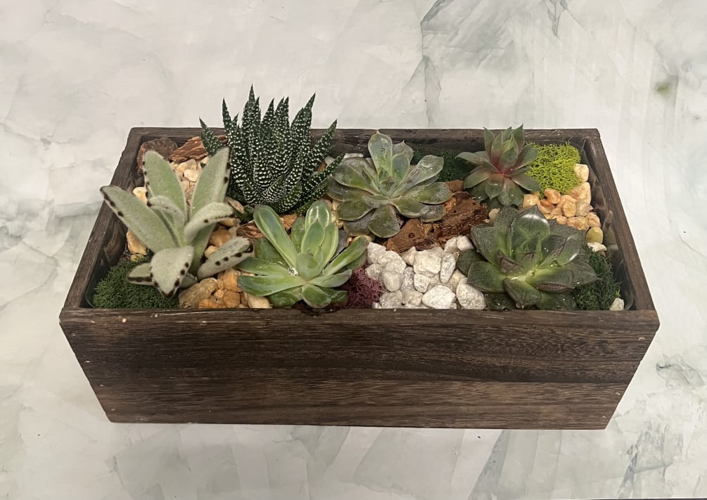 This supreme succulent garden is delicately planted in this wooden rectangle box