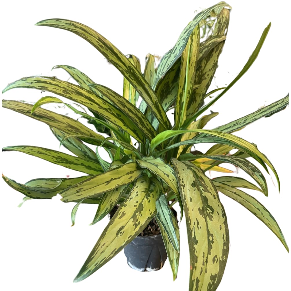 Aglaonema Cutlass 6" Pot by Paul Davis' Flower Shop