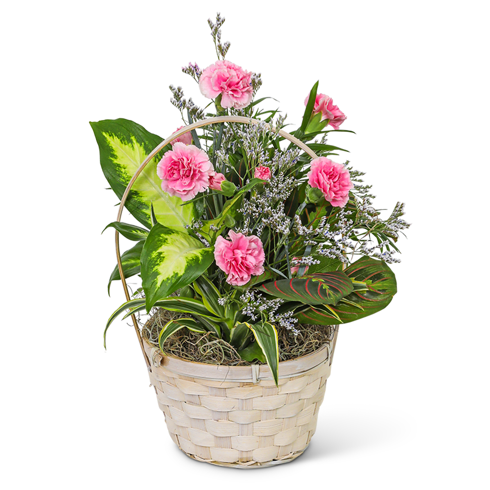 Our Dish Garden with Petite Pink Florals is the perfect choice for