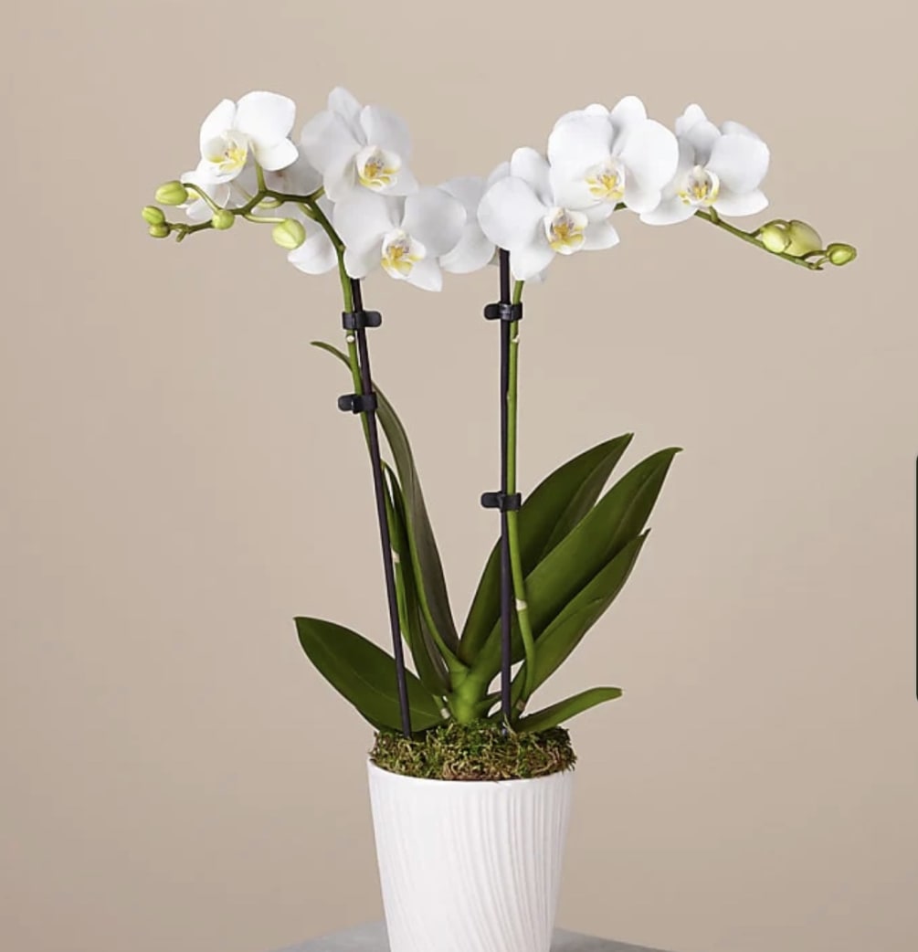 The most popular variety of this plant, the phalaenopsis orchid makes a