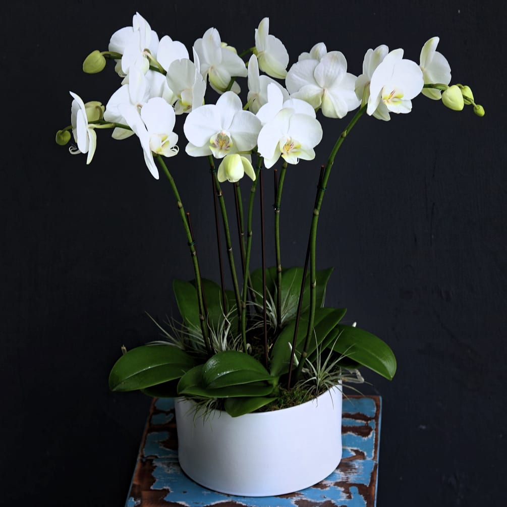 This arrangement contains 6 stems of petite Phalaenopsis orchids with airplants beautifully