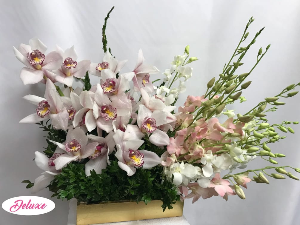 Orchids, Orchids, Orchids!!!! What a stunning assortment perfect for any orchid lover