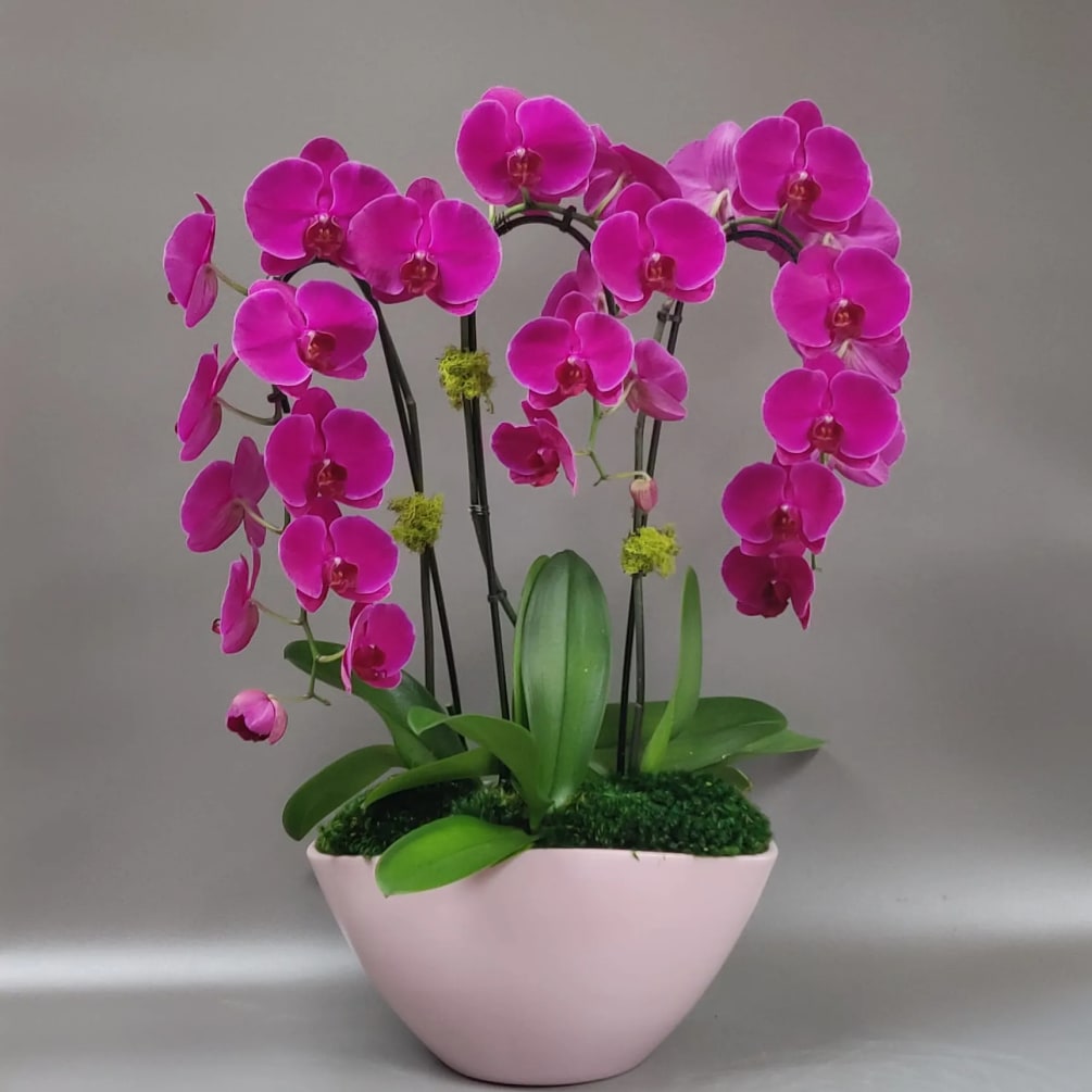 A lux arrangement of cascading purple orchids, beautifully potted in a ceramic