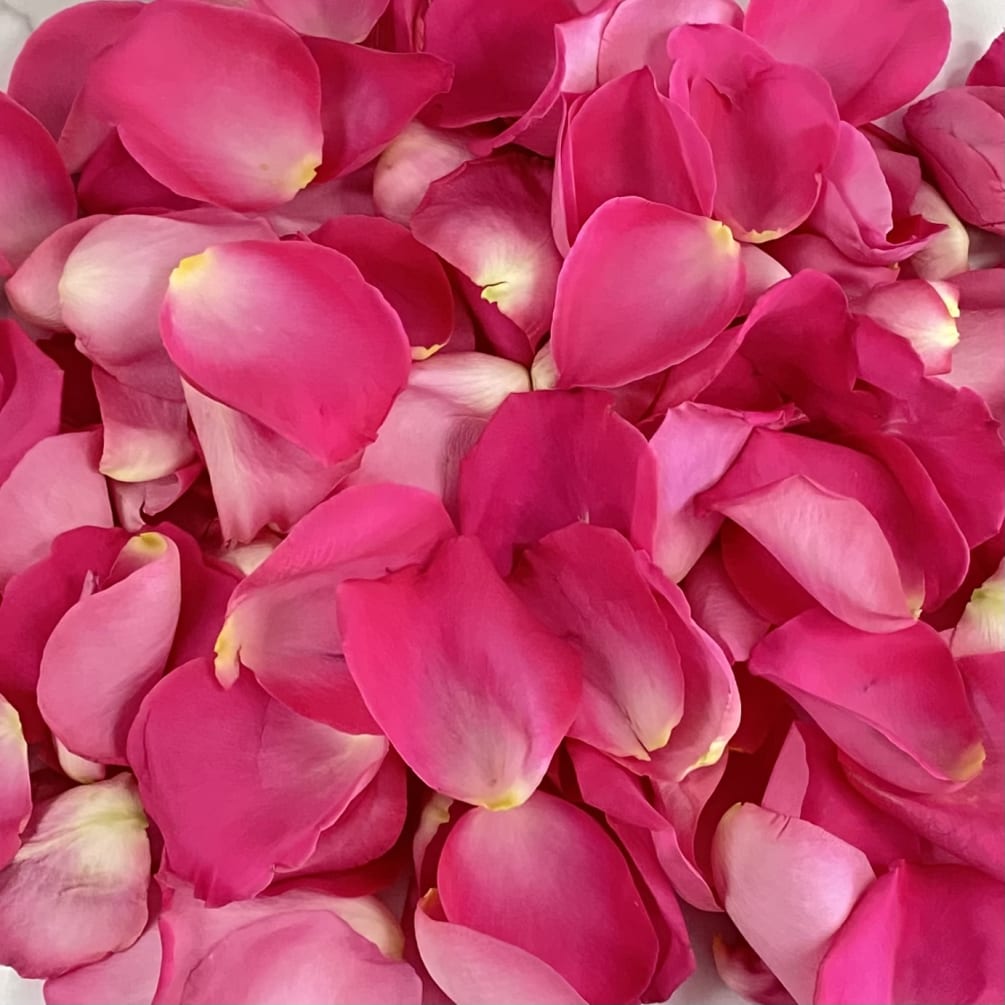 1500 ROSE PETALS IN HOT PINK by Rosse Flower Arrangements