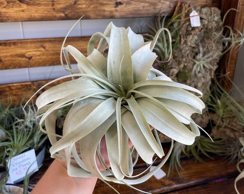 The king of air plants! The classic curly leaves makes this a