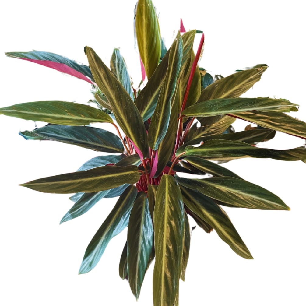 Calathea Sanguinea 6" Pot by Paul Davis' Flower Shop