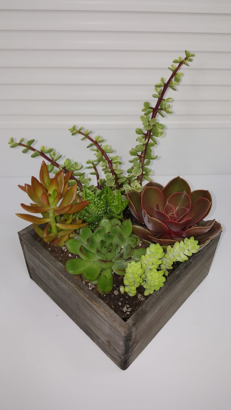Mixed succulents in rustic wooden planter
