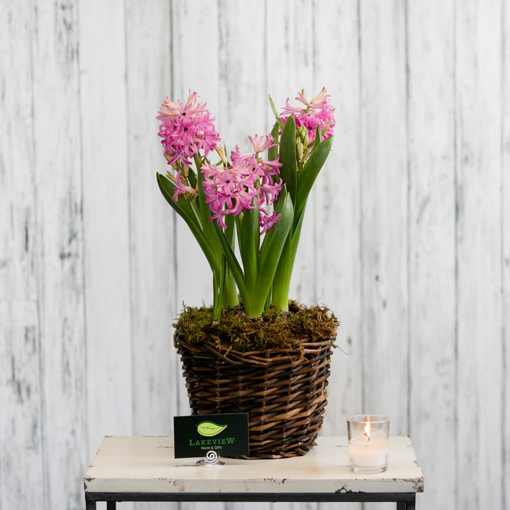 Send spring wishes with a fragrant hyacinth plant.  It&#039;s a long-lasting