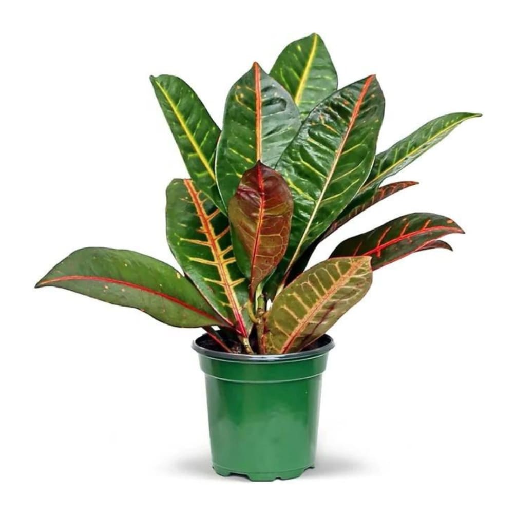 Croton 4" Pot by Paul Davis' Flower Shop