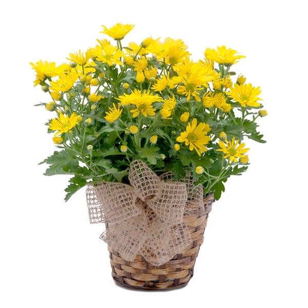 This bright yellow chrysanthemum plant in a basket will send your wishes