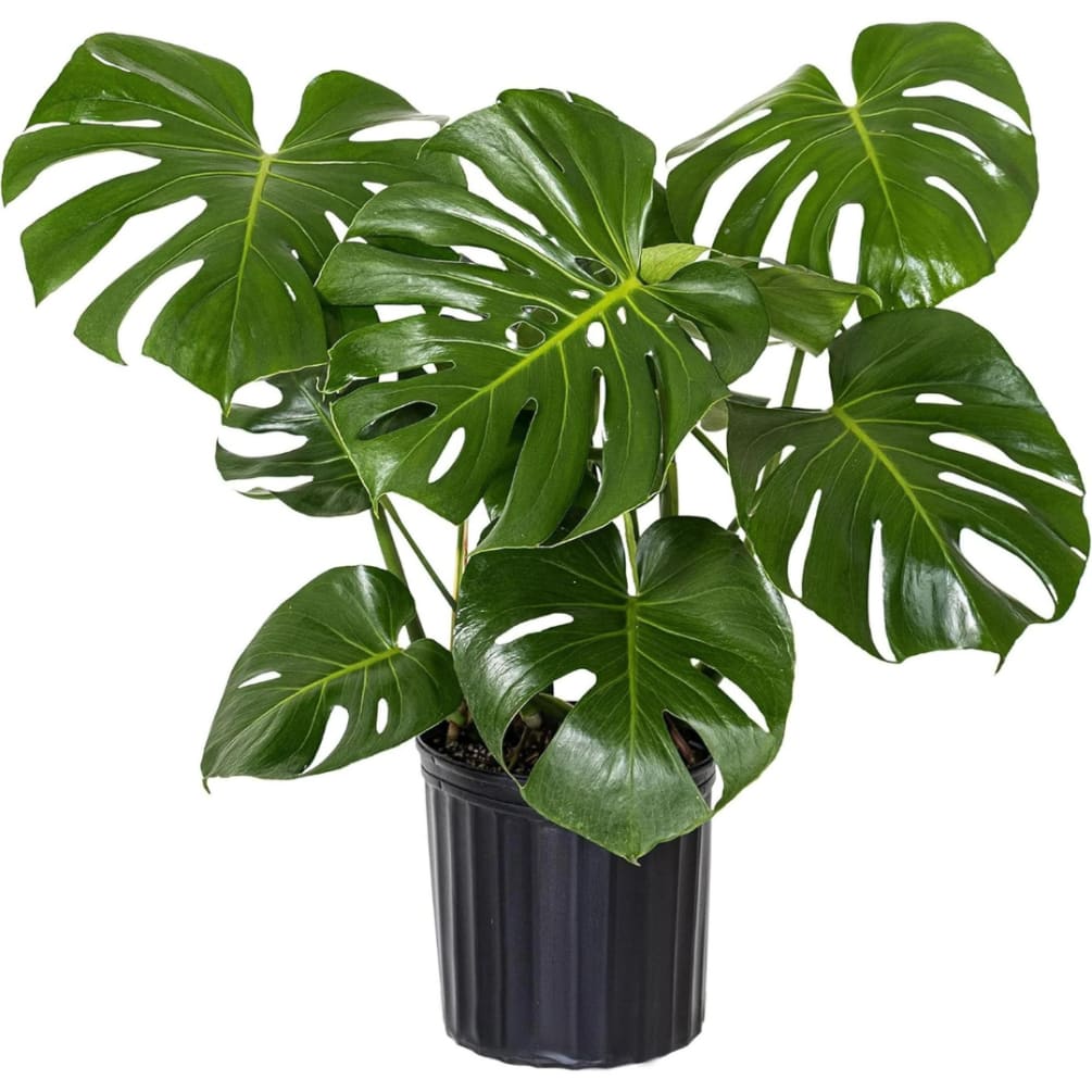 Monstera Deliciosa 8" Pot by Paul Davis' Flower Shop