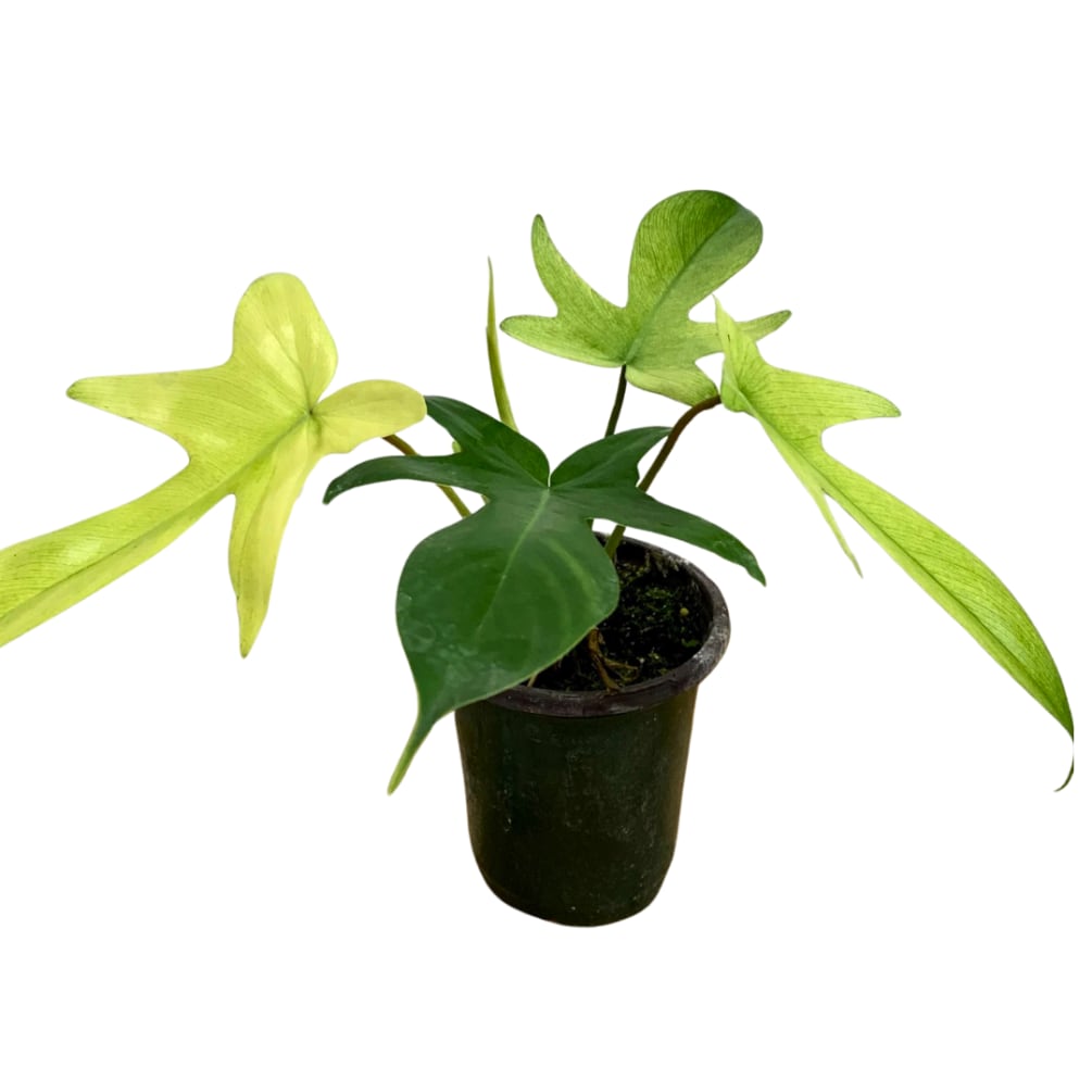Florida Ghost Philodendron (Rare) 4" Pot by Paul Davis' Flower Shop
