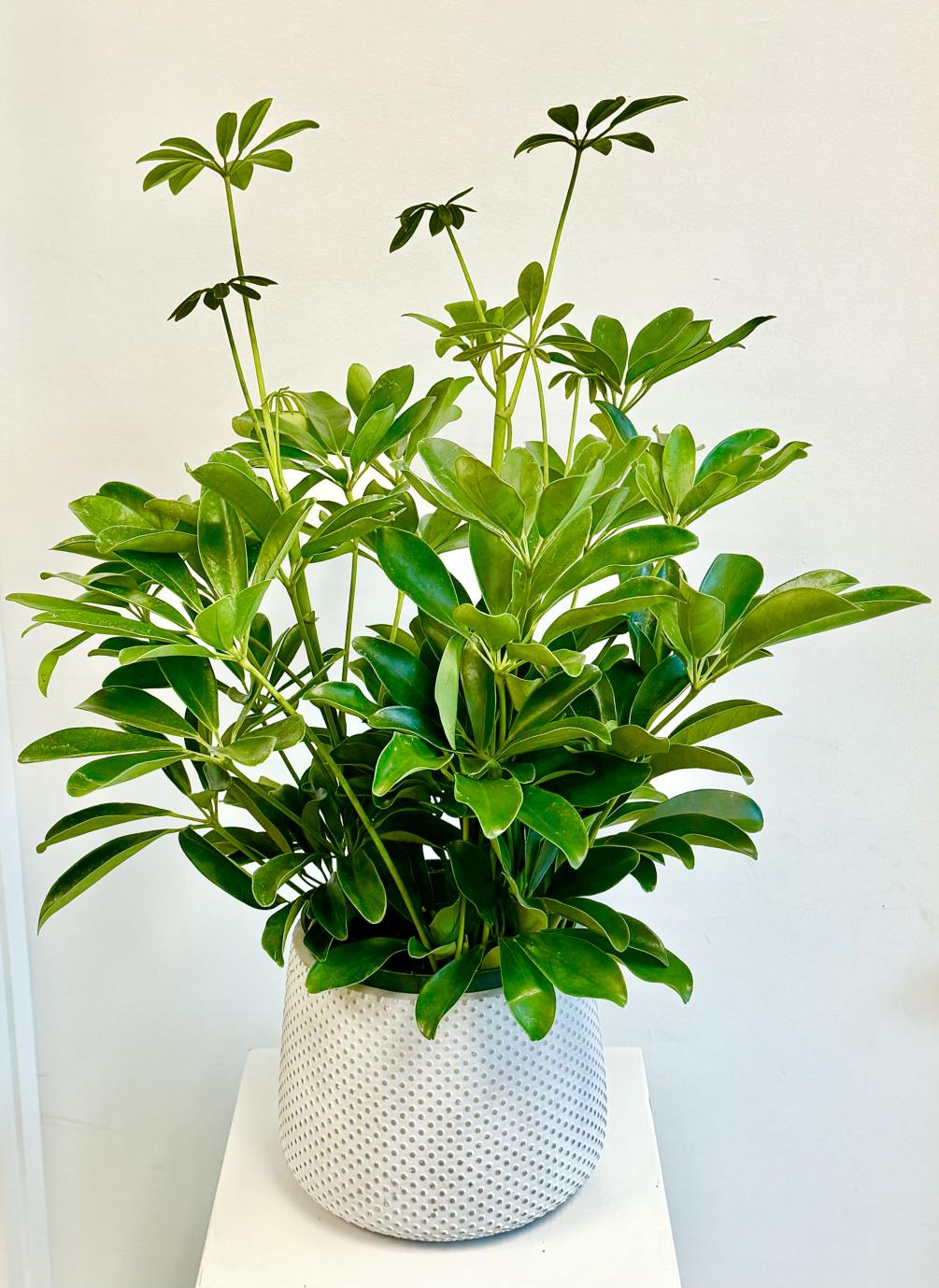 This lush plant is one of the easiest to take care of.