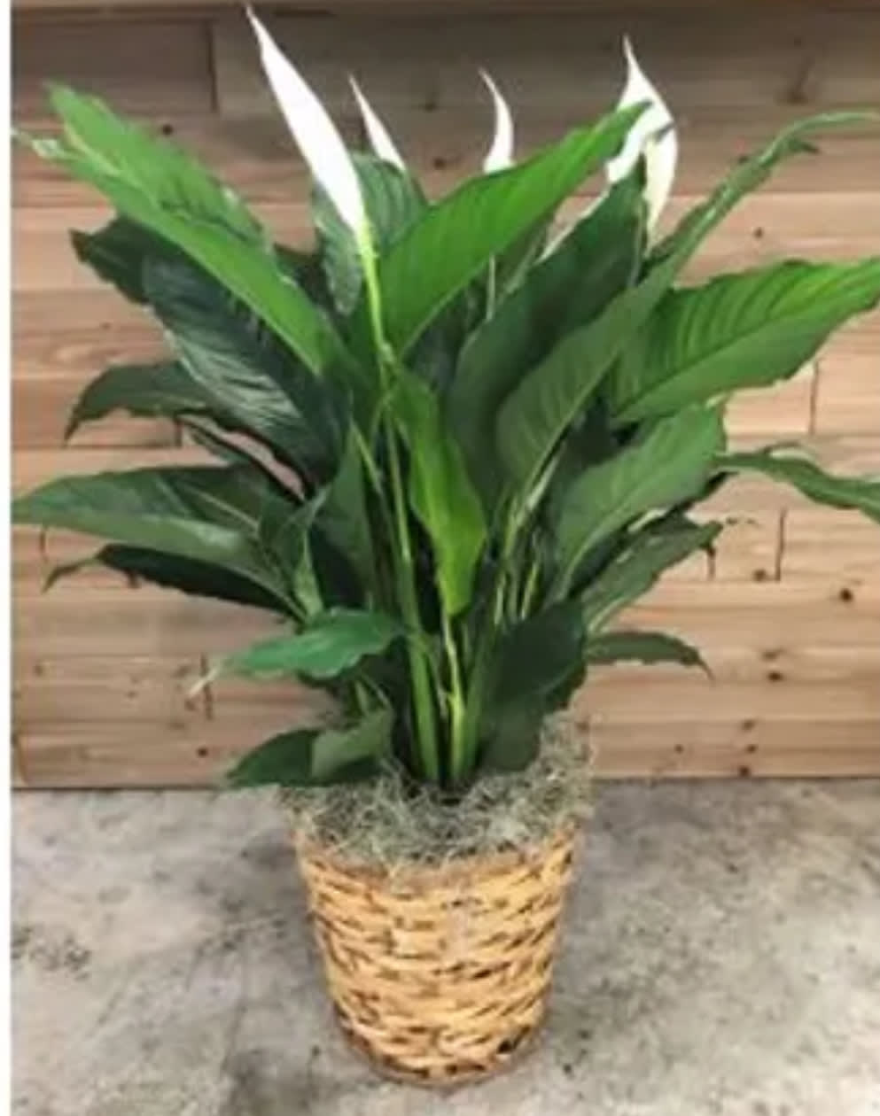 An evergreen perennial plant with large leaves. A flowering plant that produces