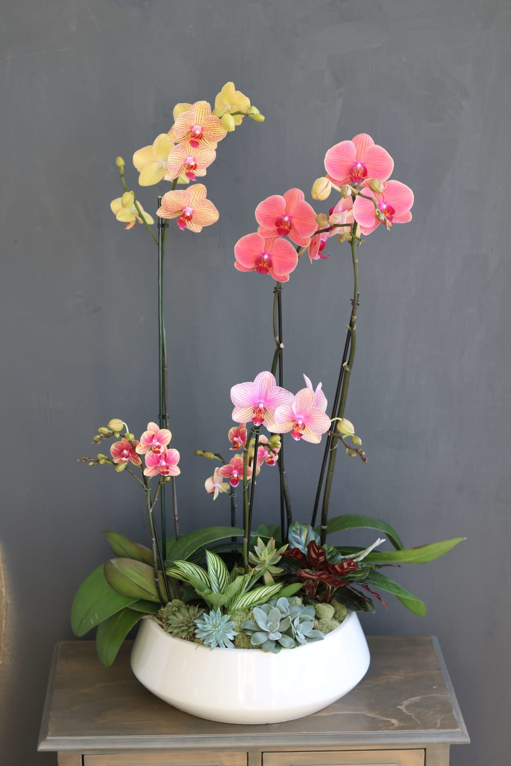 Combination of bright phalaenopsis orchids and succulents planted in white ceramic planter.