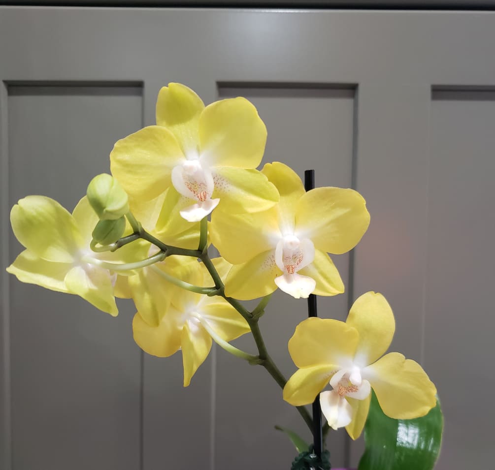 This potted Orchid option is budget friendly for all occasions.
A variety of
