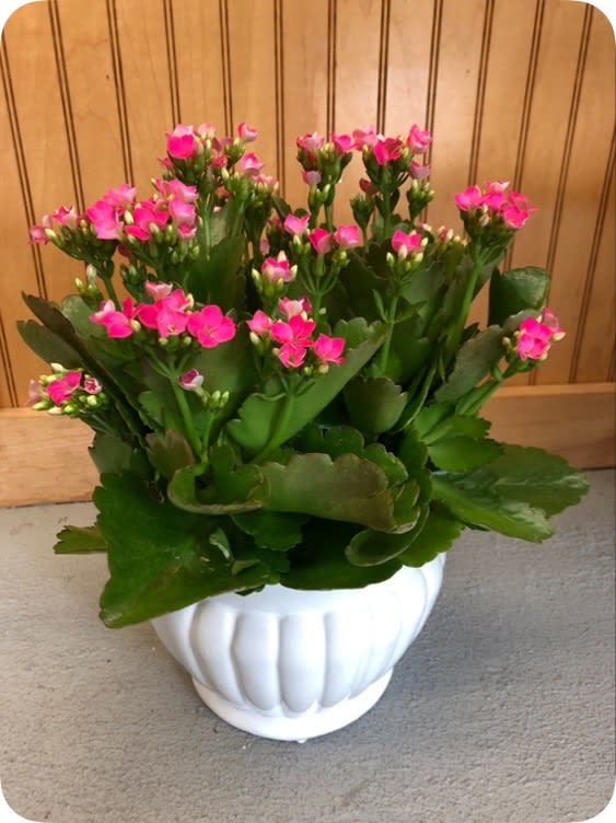 6 inch kalanchoe in a neutral container. Colors on containers and plants