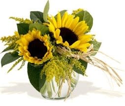 Sunflowers in rose bowl with lemon tip foliage delivered in Granbury And