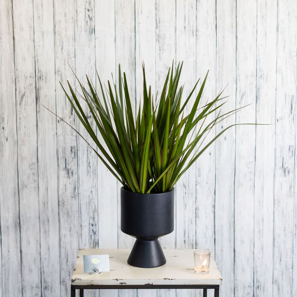 A full dracena plant presented in a trendy black ceramic container. A