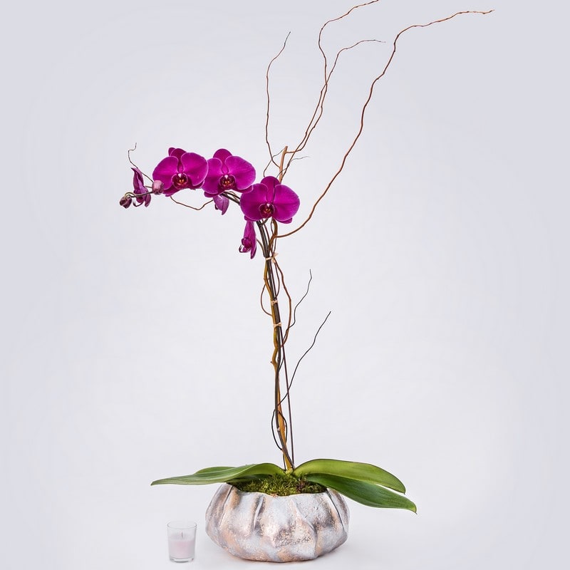 Purple orchids, silver container 