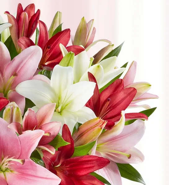 Lilies Galore is simply a vase full of beautiful fresh cut Lilies!