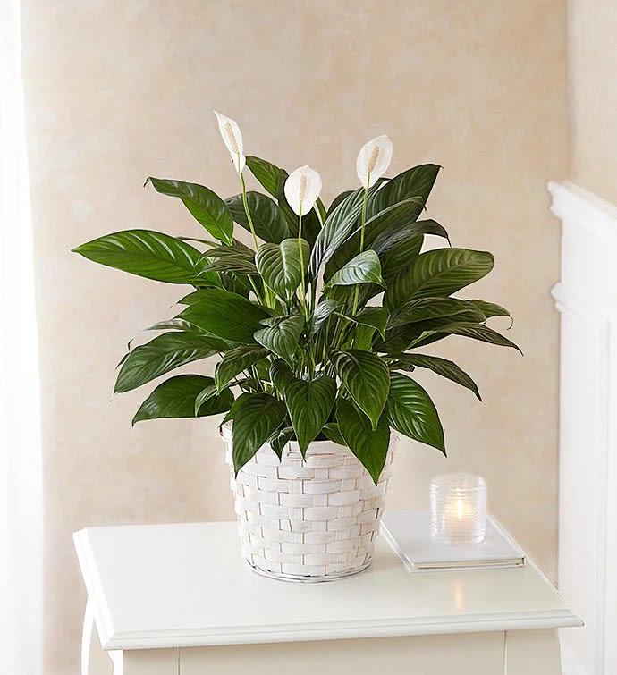 BASKET WILL VARY
Our lush lily lives up to its name, with exuberant