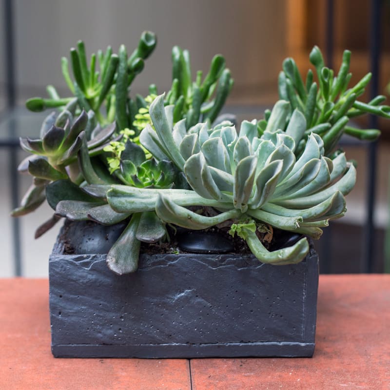 A collection of unusual succulent plants, perfect for a brightly lit location