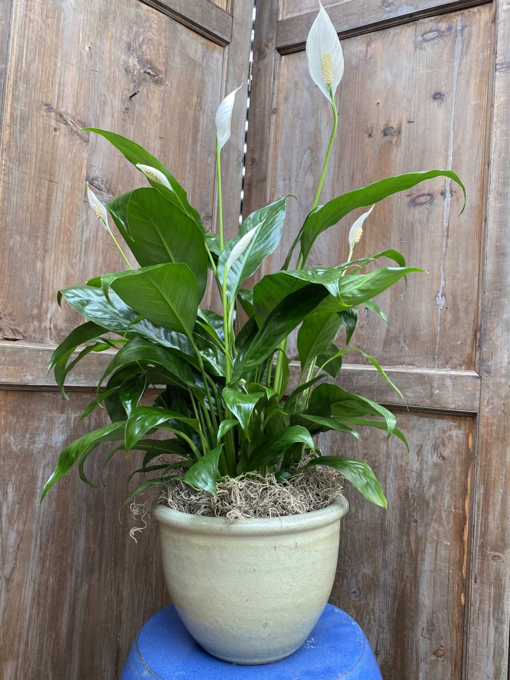 6&rdquo; peace lily in decorative pot; low light, easy care