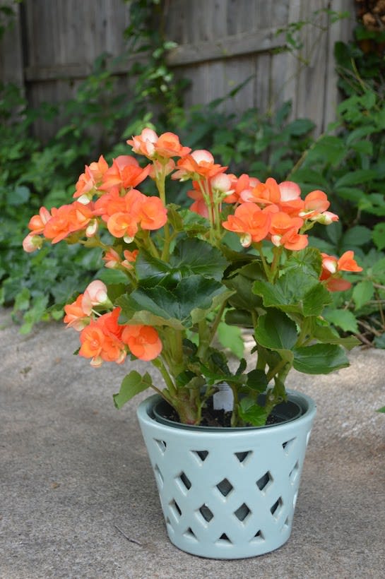  Single blooming begonia plant  in an assorted ceramic container 