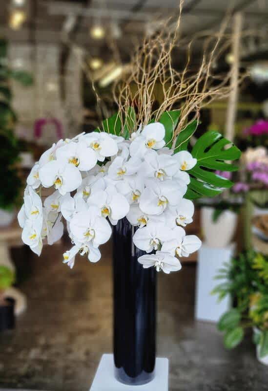 Nothing says hello better than a gorgeous Phalaenopsis Orchid plant decorated with