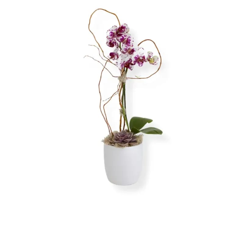 This inspiring arrangement features a purple stemmed Phalaenopsis orchid plant supported with