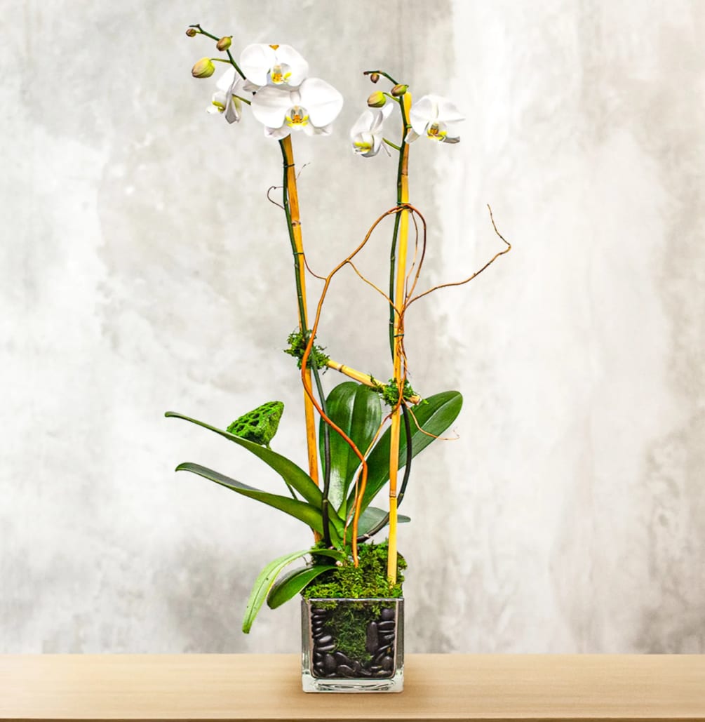A unique double stemmed orchid designed in a glass vase with green