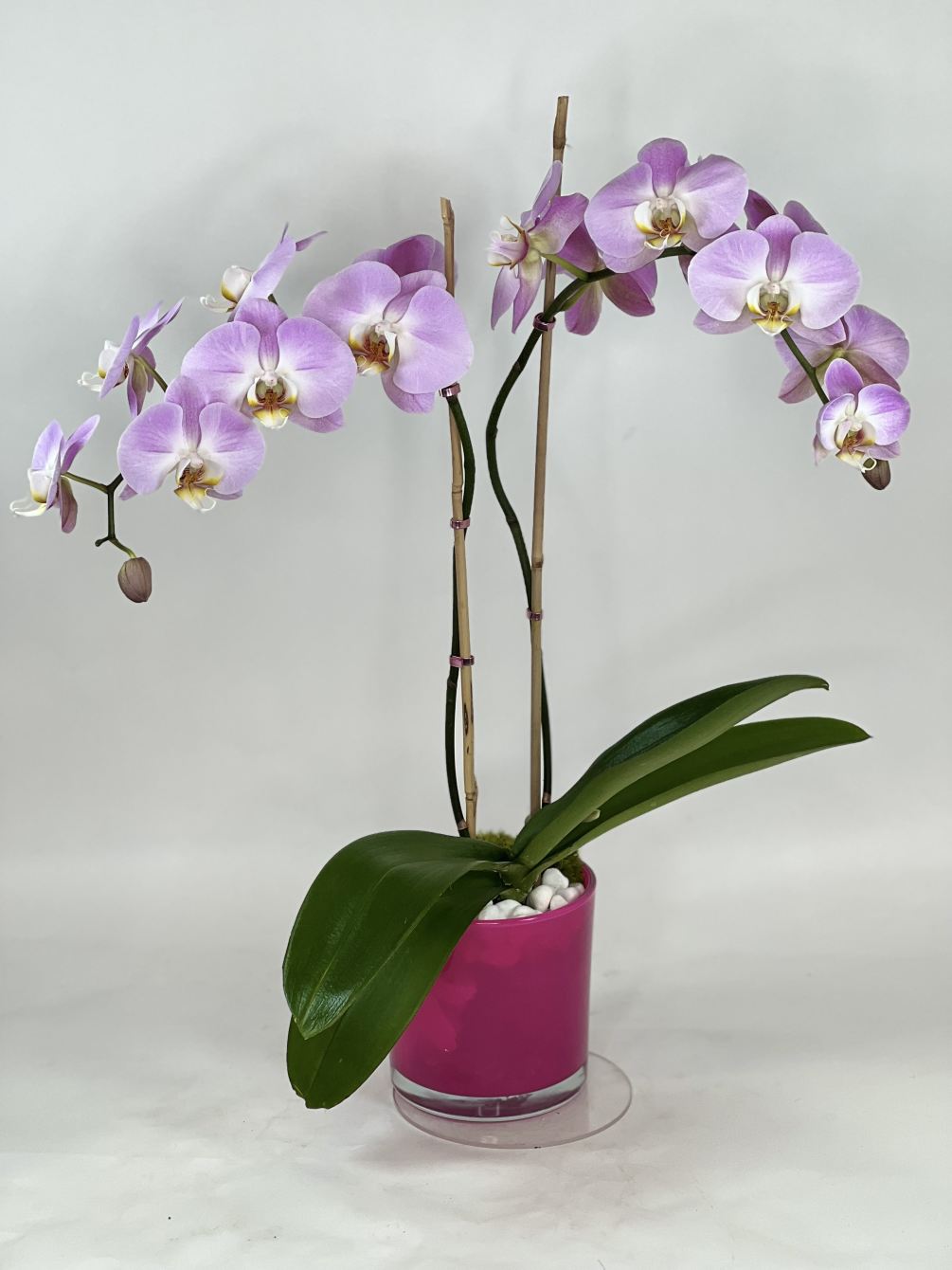 A double blooming phalaenopsis pink orchid in a pink ceramic container is