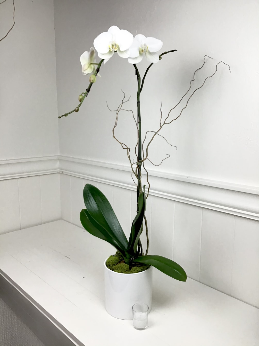 Beautiful white orchid planted in white ceramic container.  Accented with willow