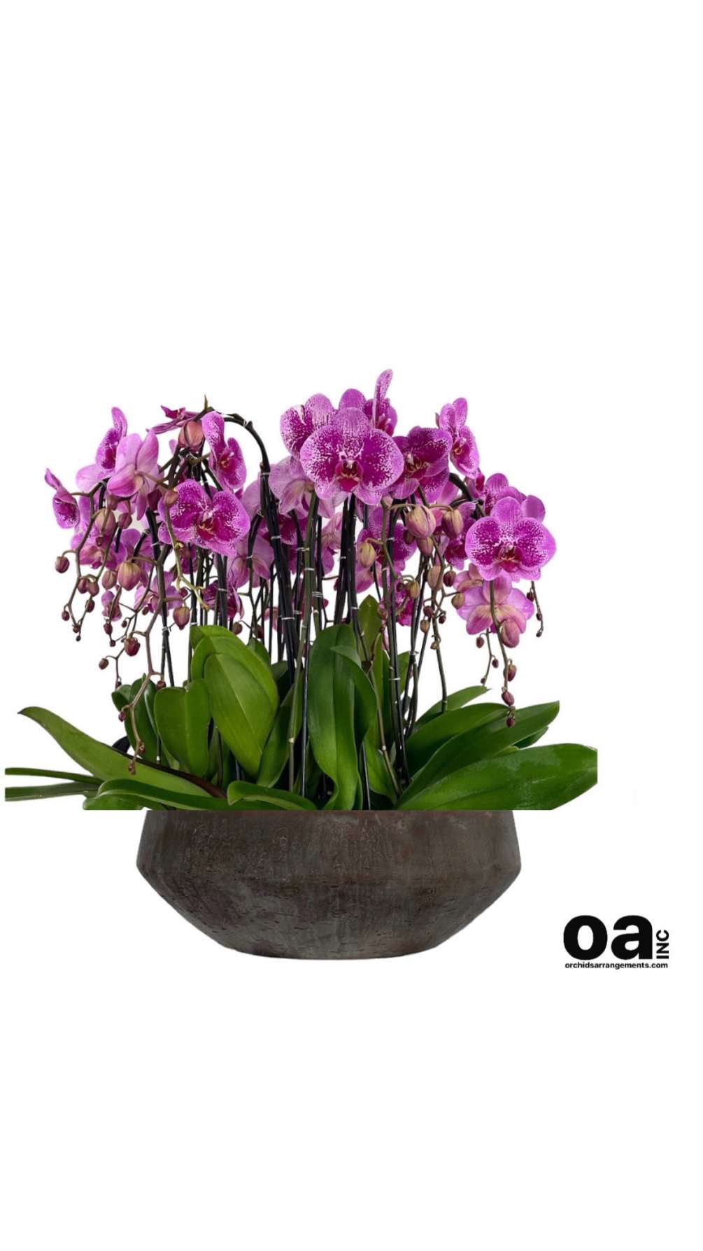 Orchids Pinecrest Arrangements 
7 Purple Orchids Flowers 
15&quot; D X 6&quot; T