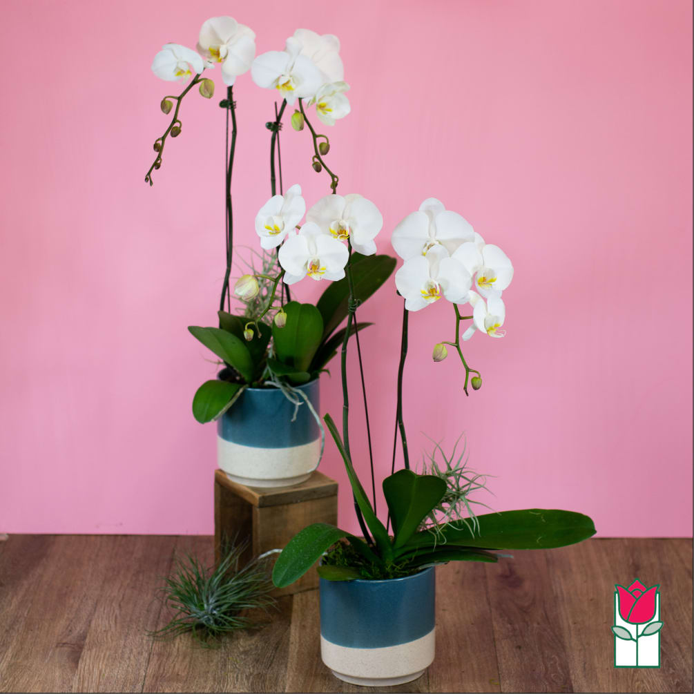 The Beretania Florist Phalaenopsis Orchid Plant is the perfect gift for those