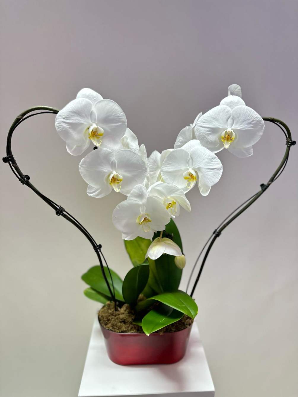 Eternity orchid clearance