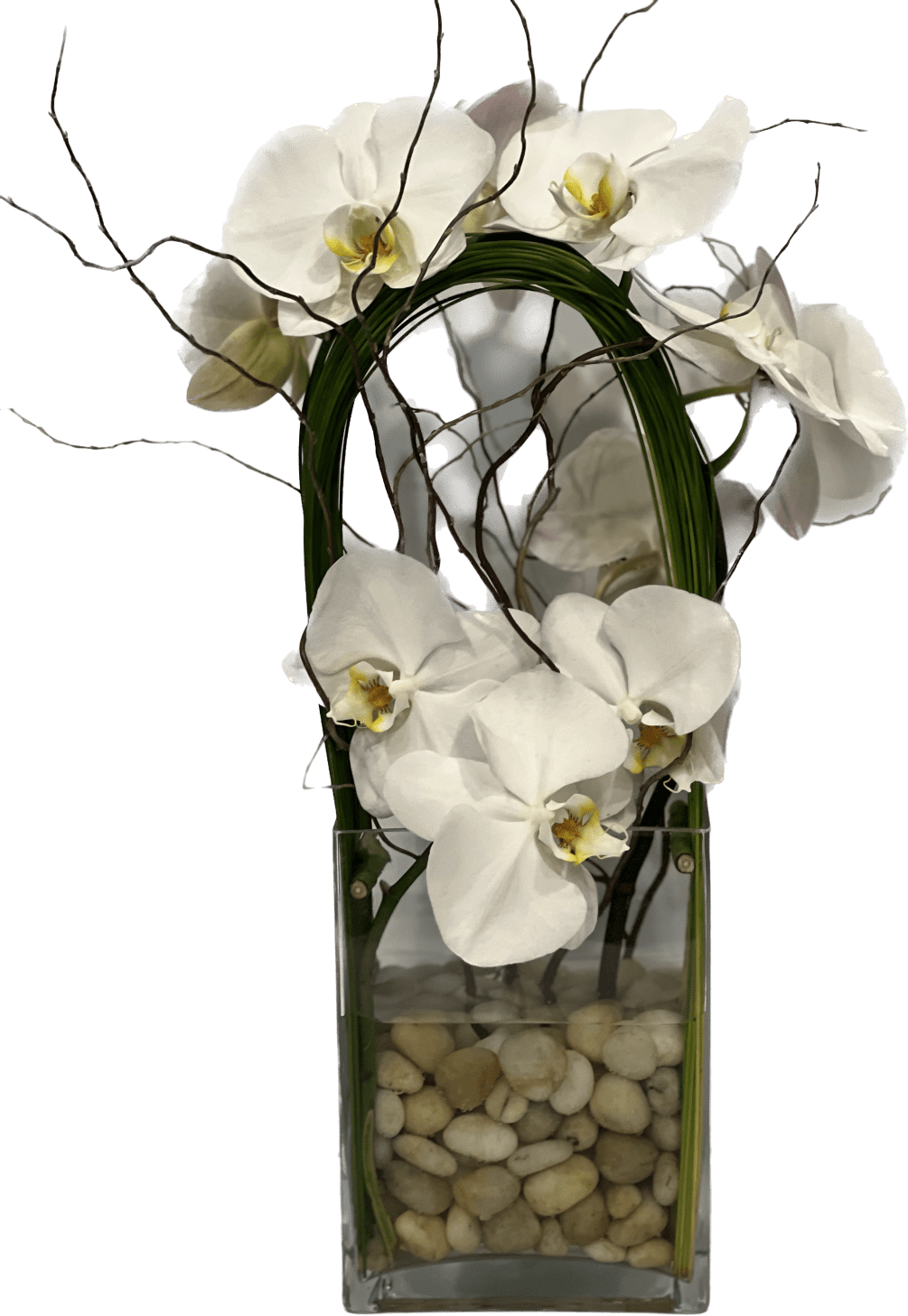 Elegant display of cut stem white orchid phalaenopsis captured by Australian flexi