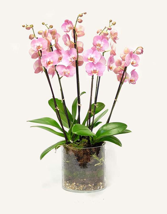 A beautiful blend of pink orchids sprouting out of a clear modern