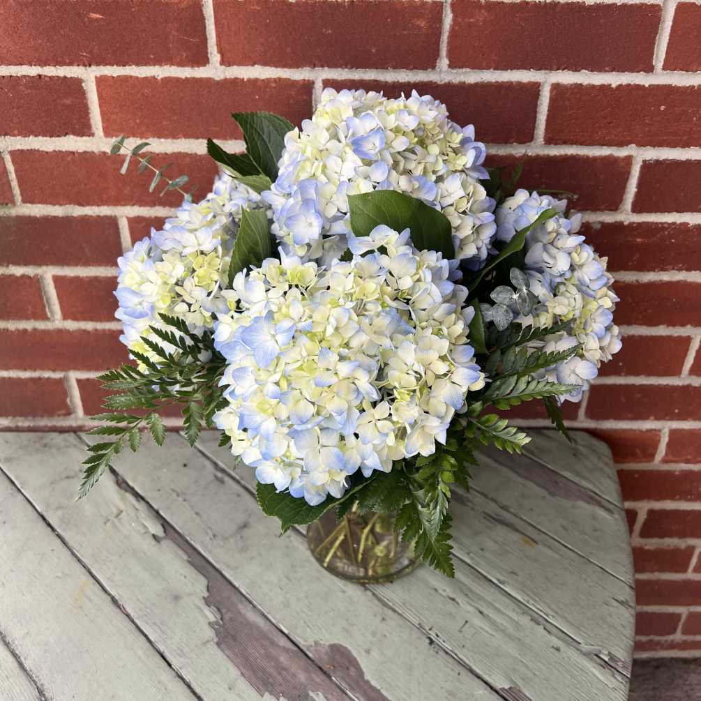 Fresh Blue Hydrangea arranged all around in a vase with foliage.