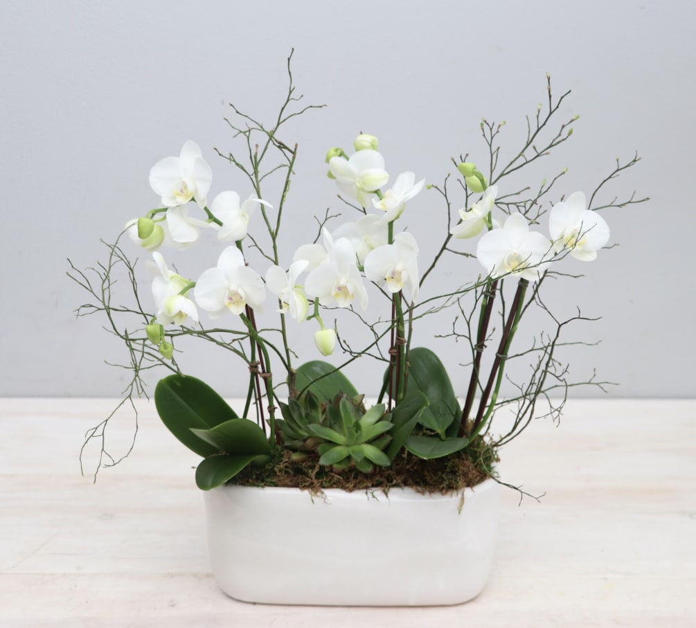 Three white mini orchids placed in a white rectangle shaped vase. Overall