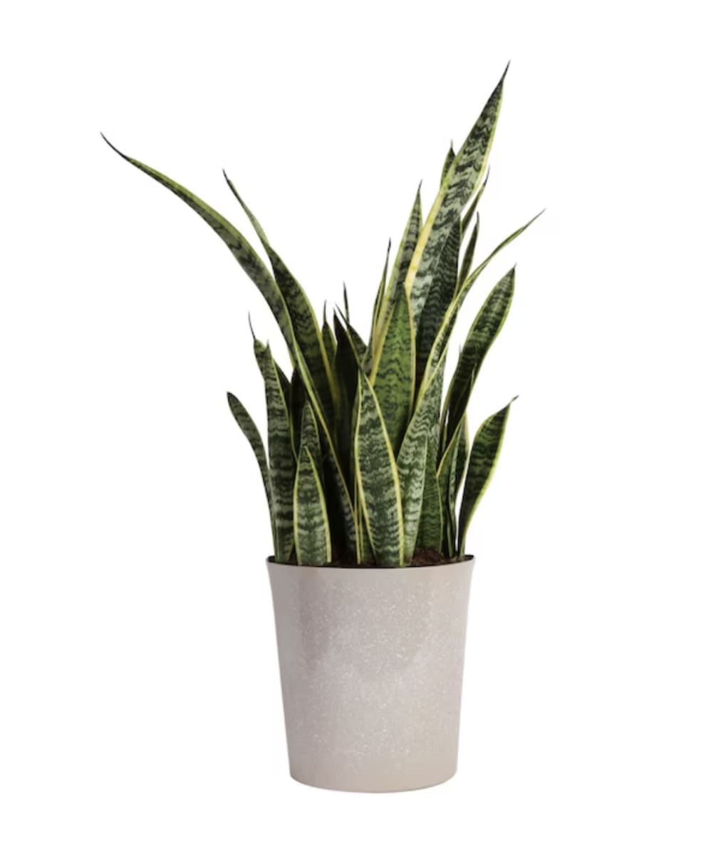 The snake plant is a popular and hardy houseplant with stiff, sword-like