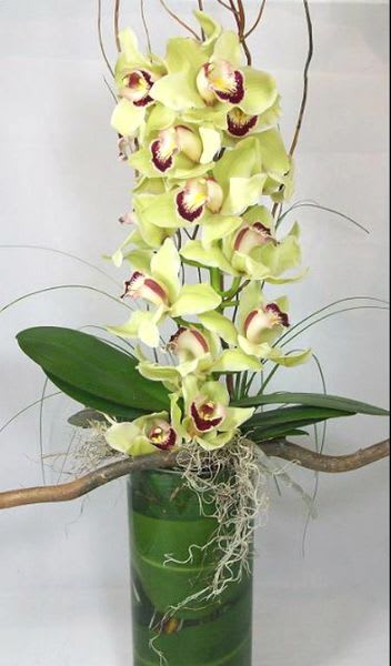 A green cymbidium orchid with 9+ blooms sits on a 12&quot; cylinder