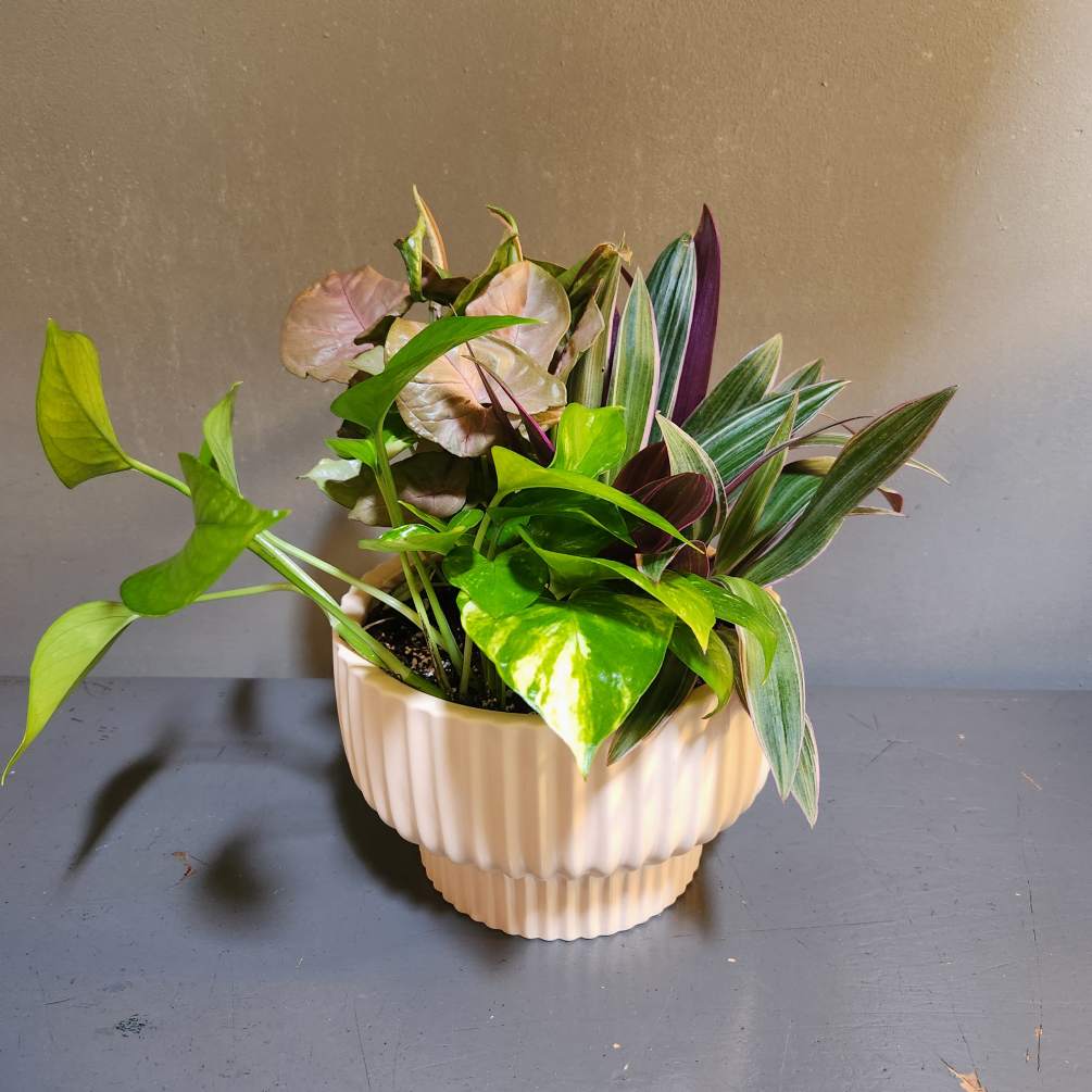 Pothos, arrowhead and rheo tri-color plants potted in a peach ceramic container.

Approx.