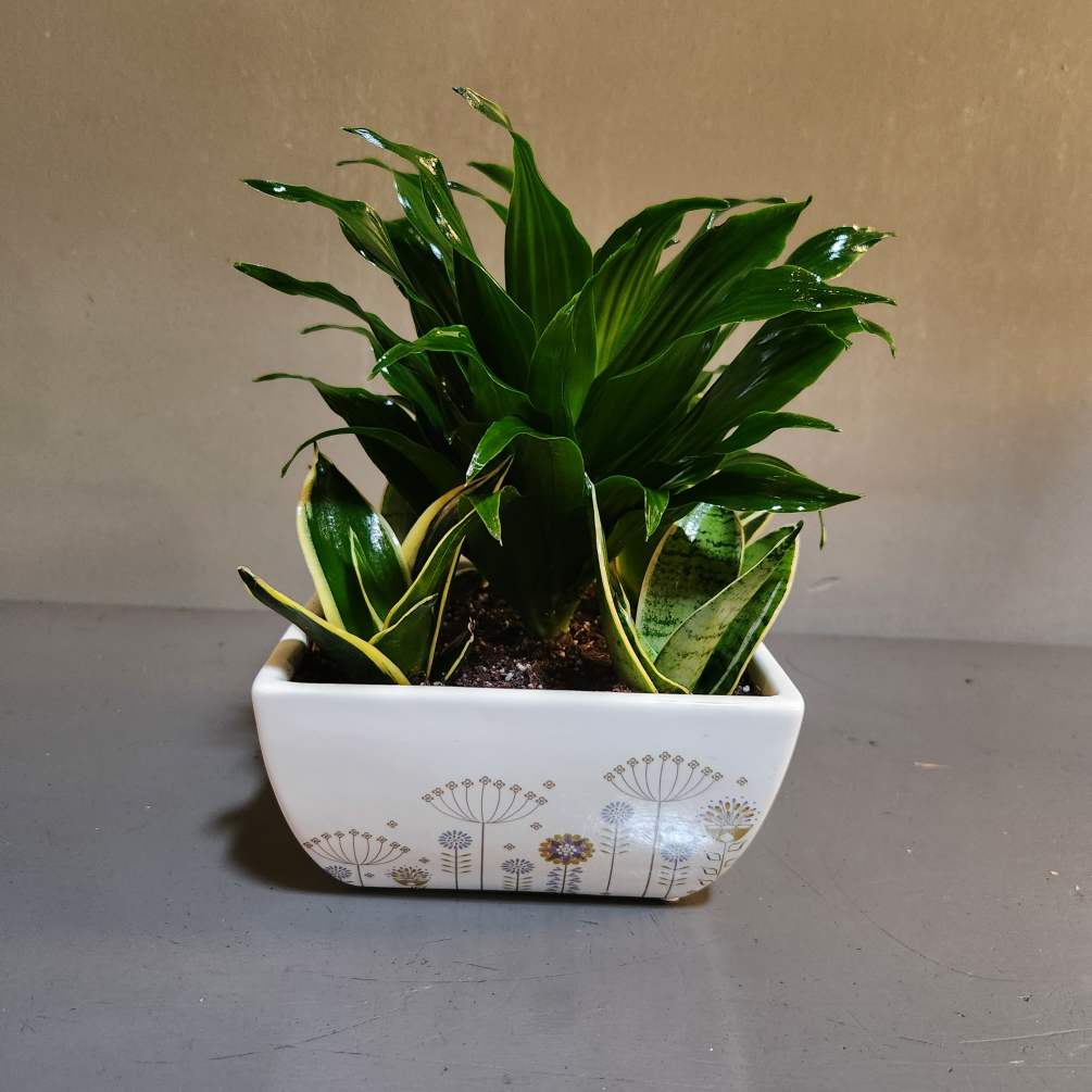 A funky take on a dish garden - a dracaena in the
