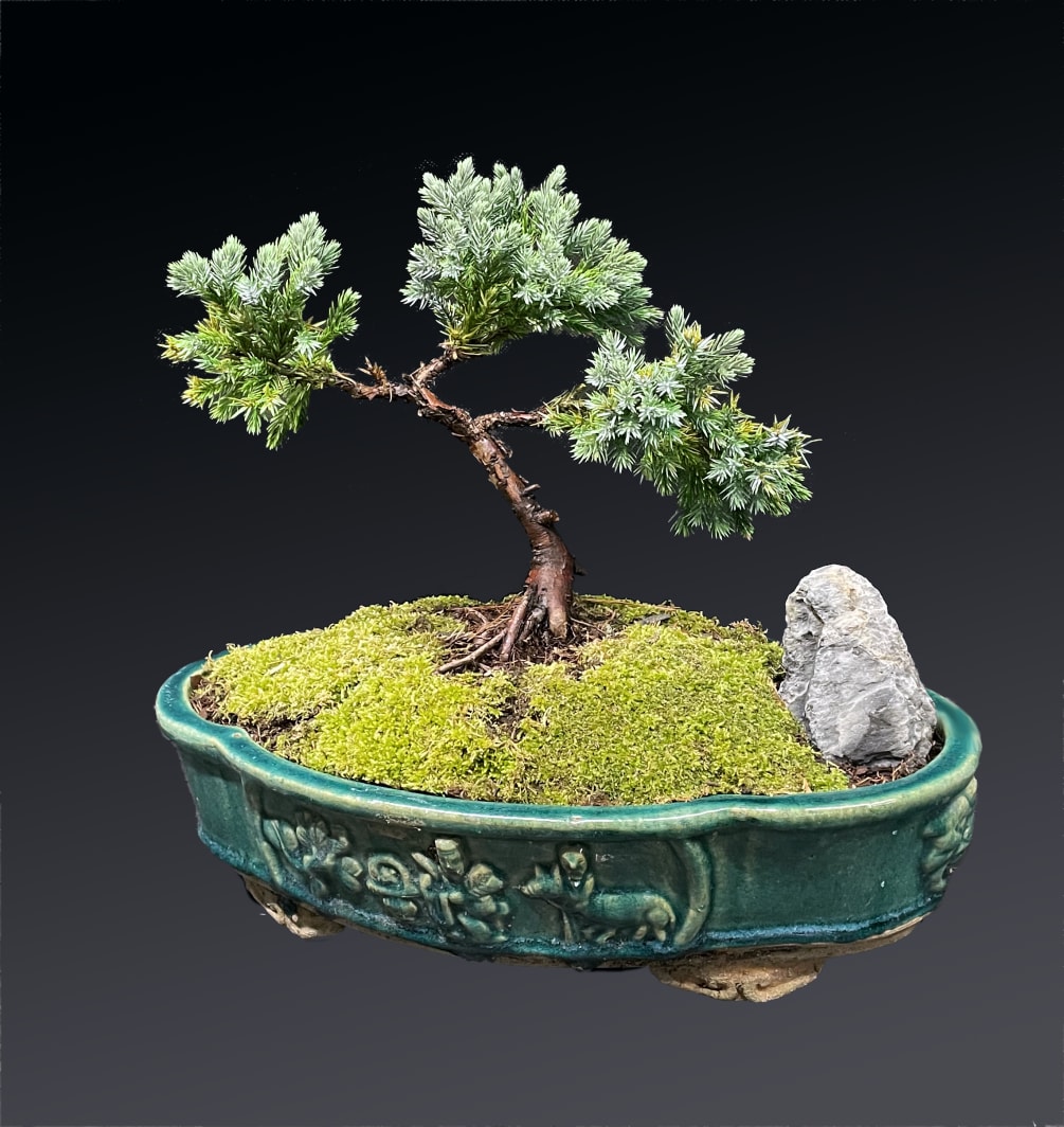 This captivating Rock Juniper Bonsai tree features the power and tranquility of