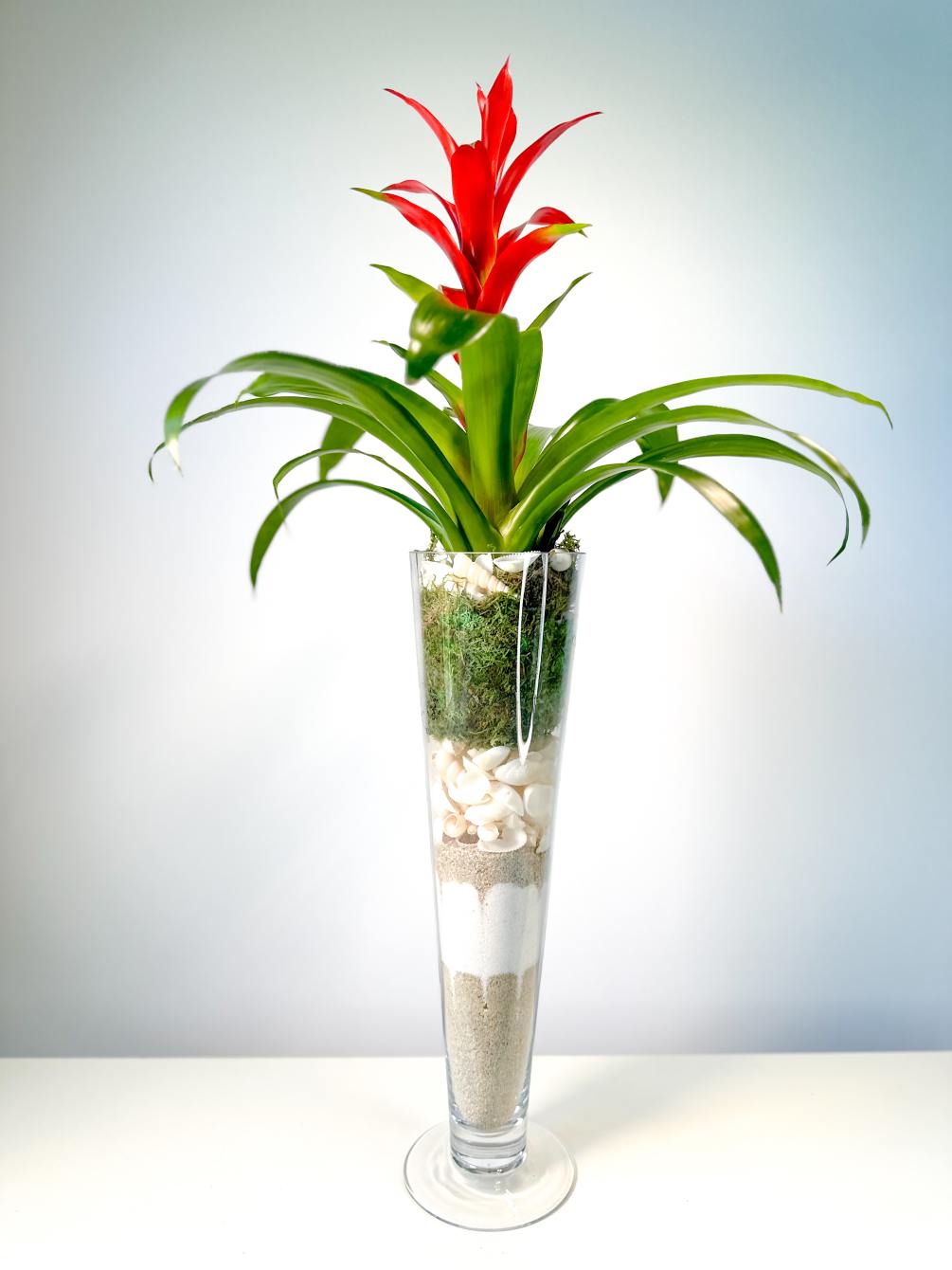  Bromeliad plant arranged in a tall glass trumpet vase accented with