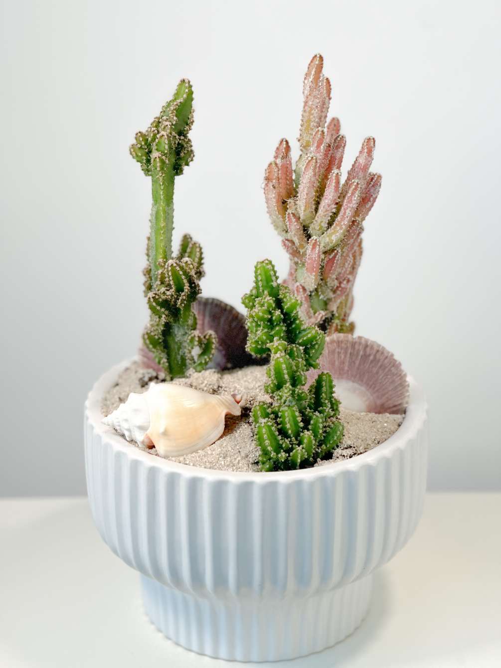 There is three assorted color Fairy tail Cactus in a 8&quot; White