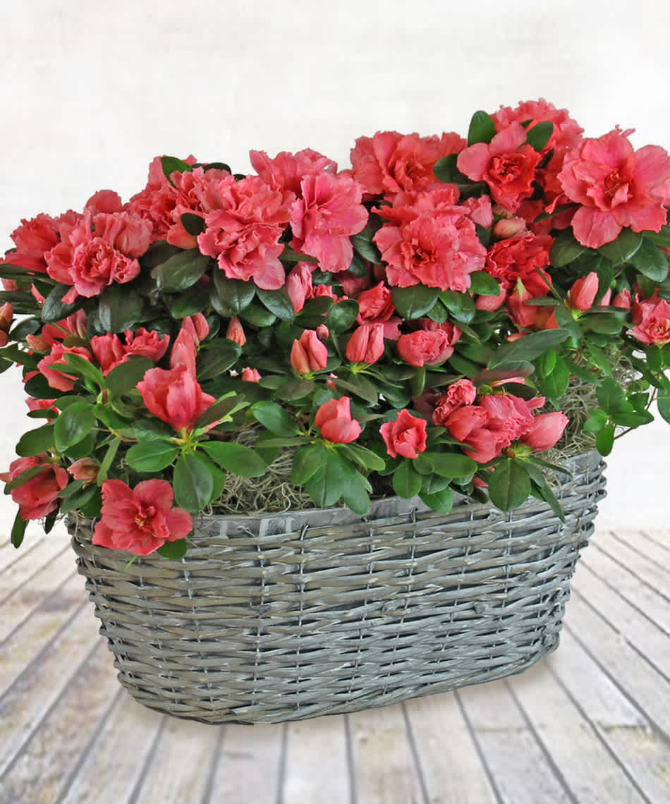 Beautiful blooming azaleas delivered in a basket suitable for future growth and